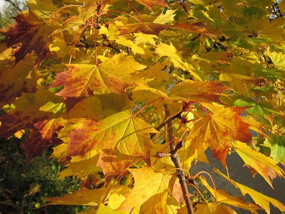 acer, maple, leaves, season, color, autumn, fall, yellow, foliage