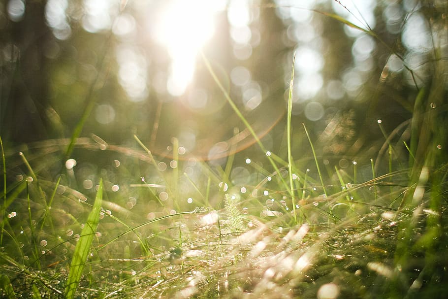 Morning Forest Grass, dew, nature, defocused, summer, outdoors HD wallpaper