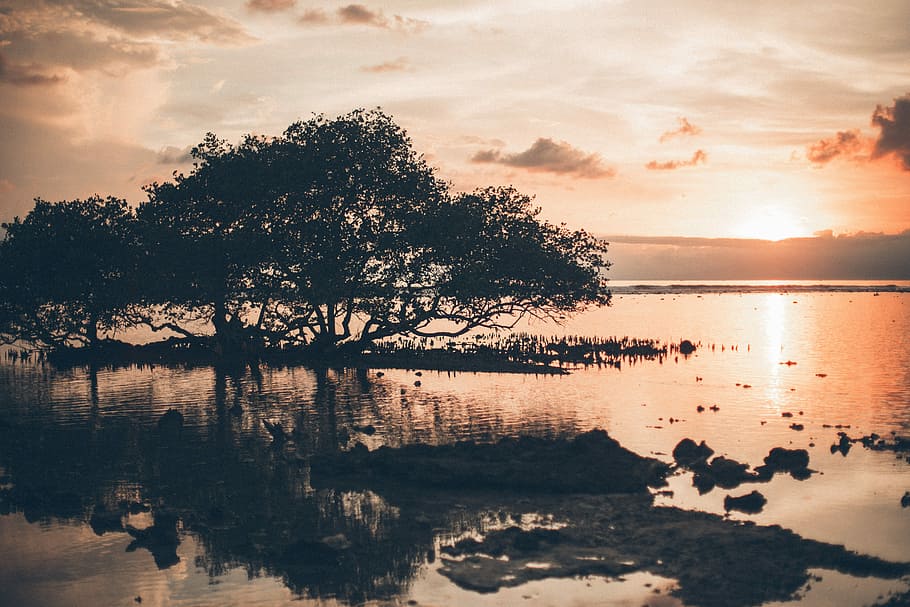 silhouette of tree on body of water, tree with body of water during golden hour HD wallpaper