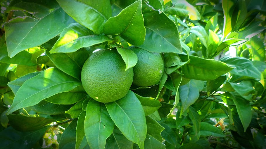 close-up of lemons, tree, lime, green, nature, plant, leaf HD wallpaper