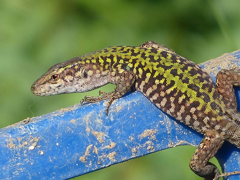 lizard, nature, animal themes, one animal, animals in the wild HD wallpaper