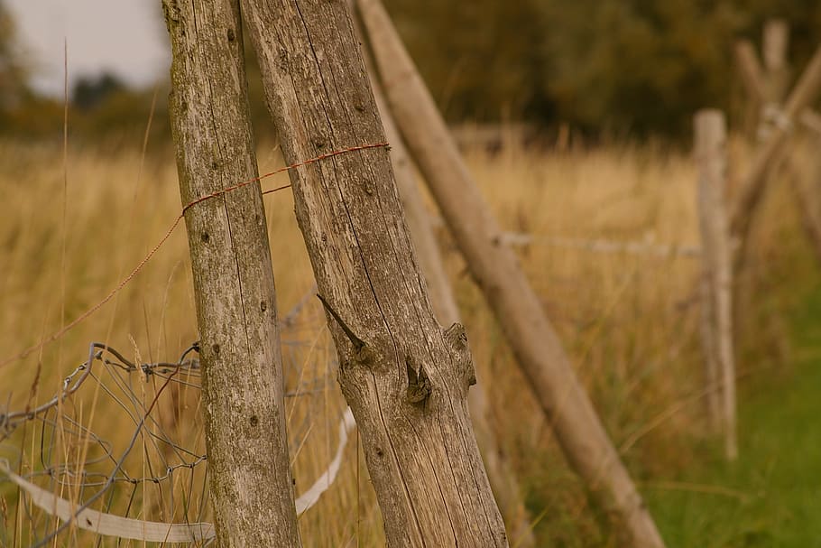 coupling, paddock, pasture, nature, meadow, grasses, wooden posts HD wallpaper