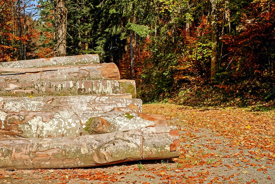 pile of log in the forest during daytime, holzstapel, tree trunks HD wallpaper