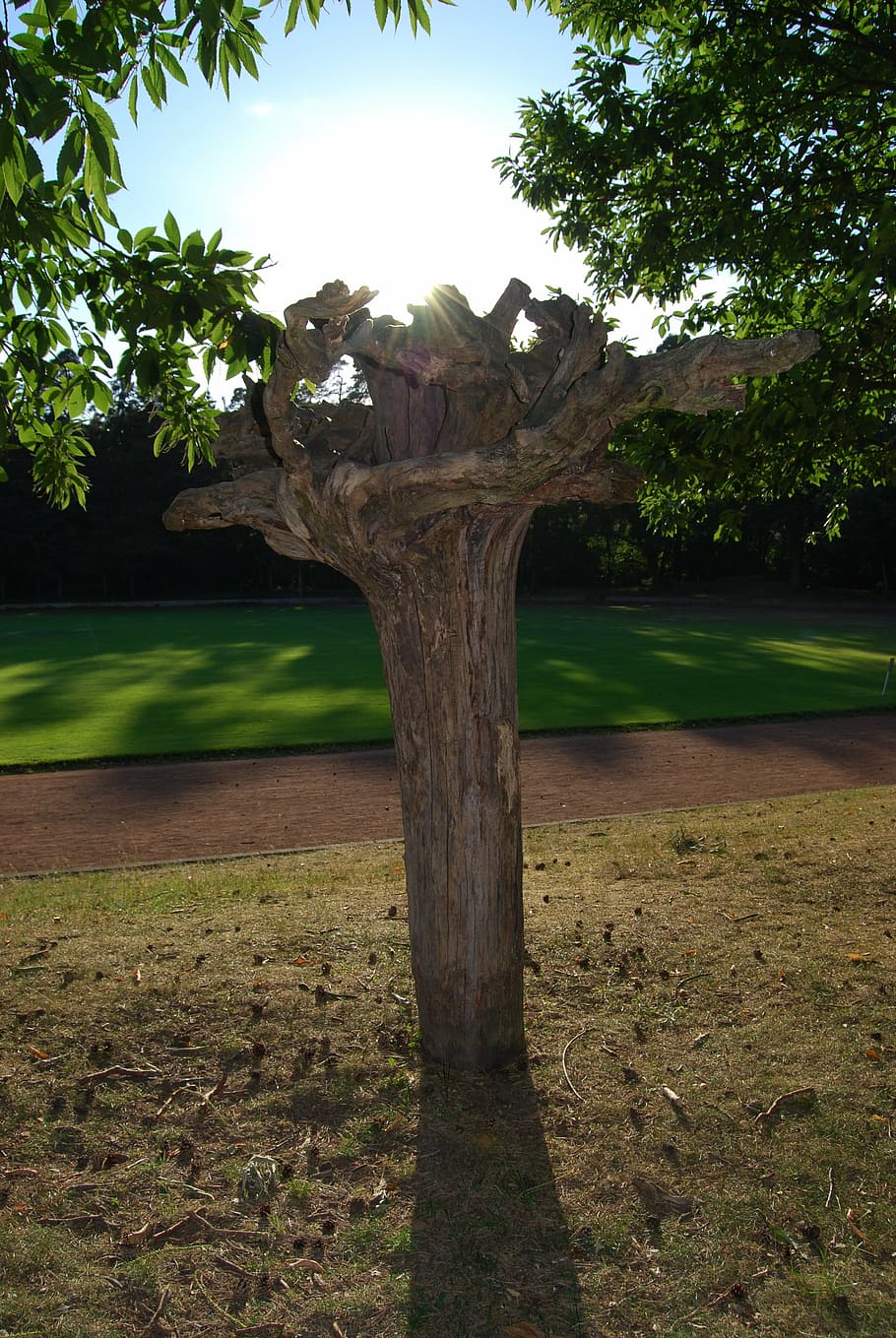 tree root, conversely, root kopfstand, wood, nature, outdoors HD wallpaper