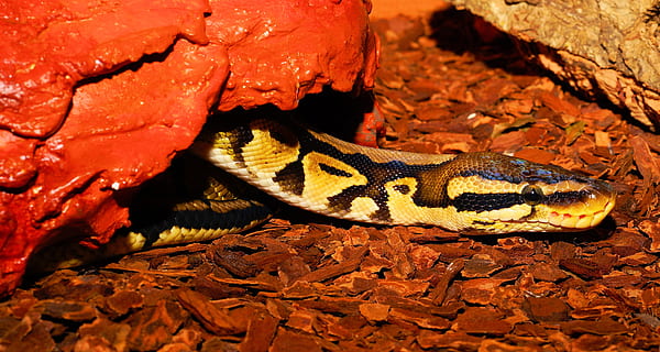 snake, constrictor, python, reptile, scale, ball python, cute HD wallpaper