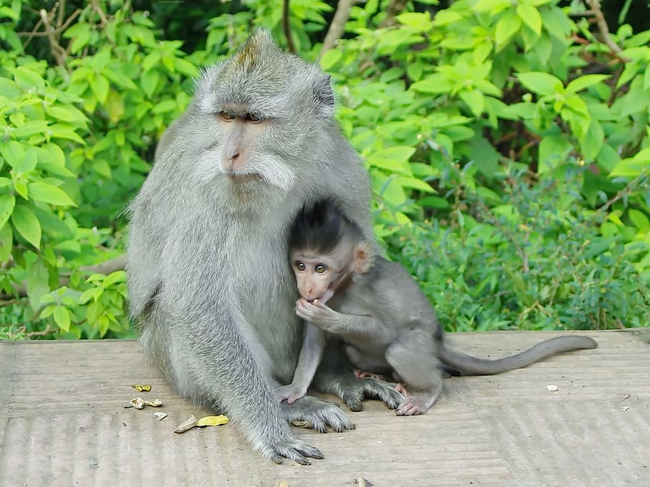 indonesia, java, monkey, maternity, primate, guenon, tenderness HD wallpaper