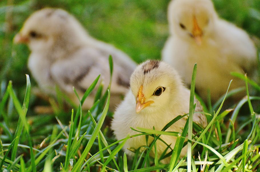 three beige chicks on grasses, chicken, small, poultry, fluff HD wallpaper