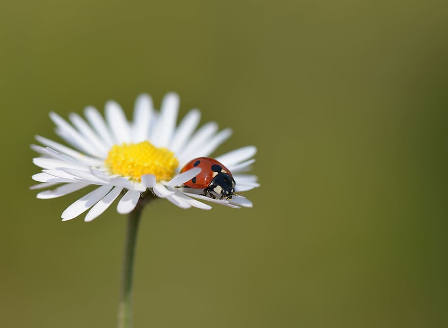 red ladybug on daisy flower, nature, insects, macro, marguerite HD wallpaper