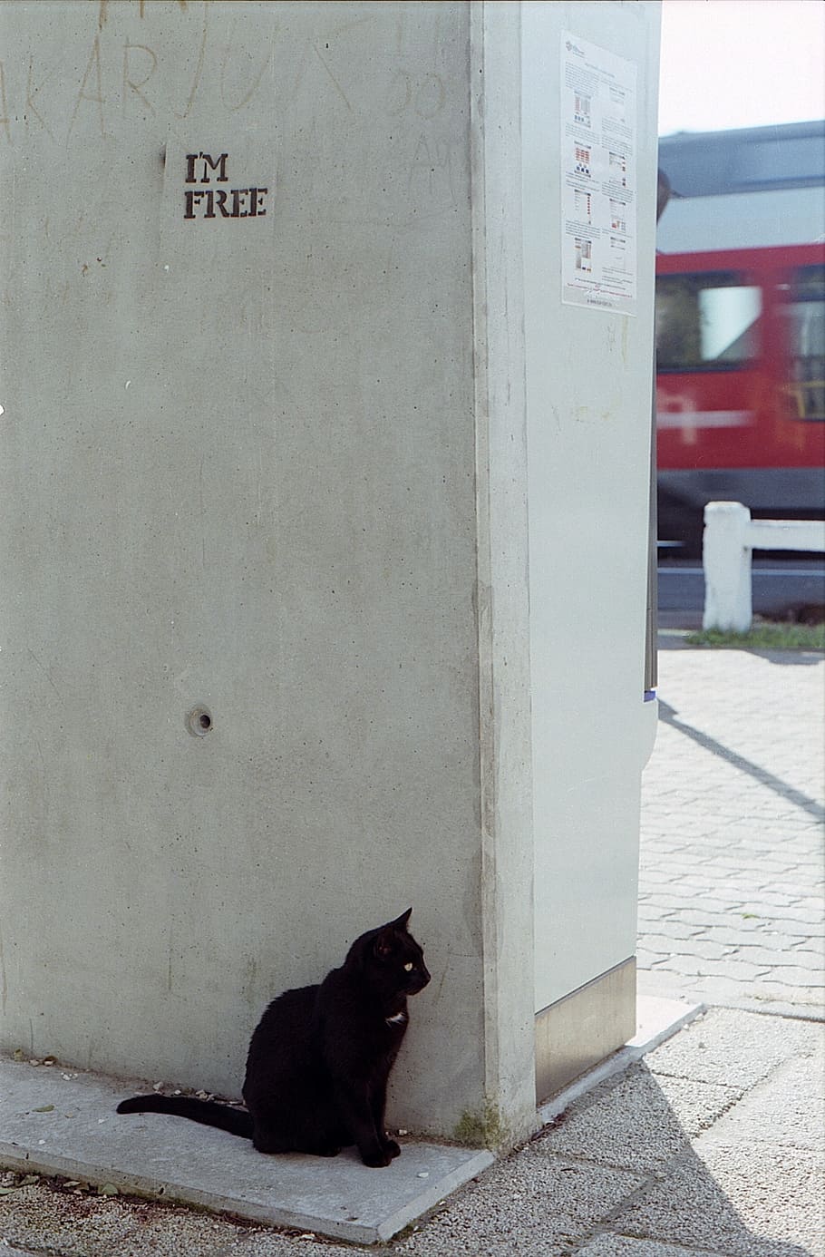 Cat, Waiting, Train, Graffiti, street art, im, animal, pet HD wallpaper