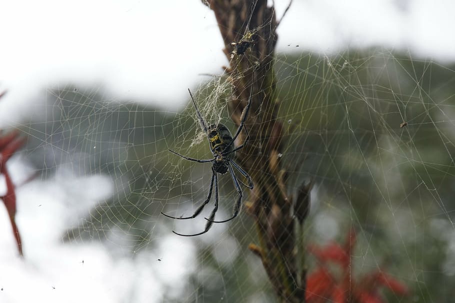 spider, web, spiderweb, insect, cobweb, dark, spider web, animal themes HD wallpaper