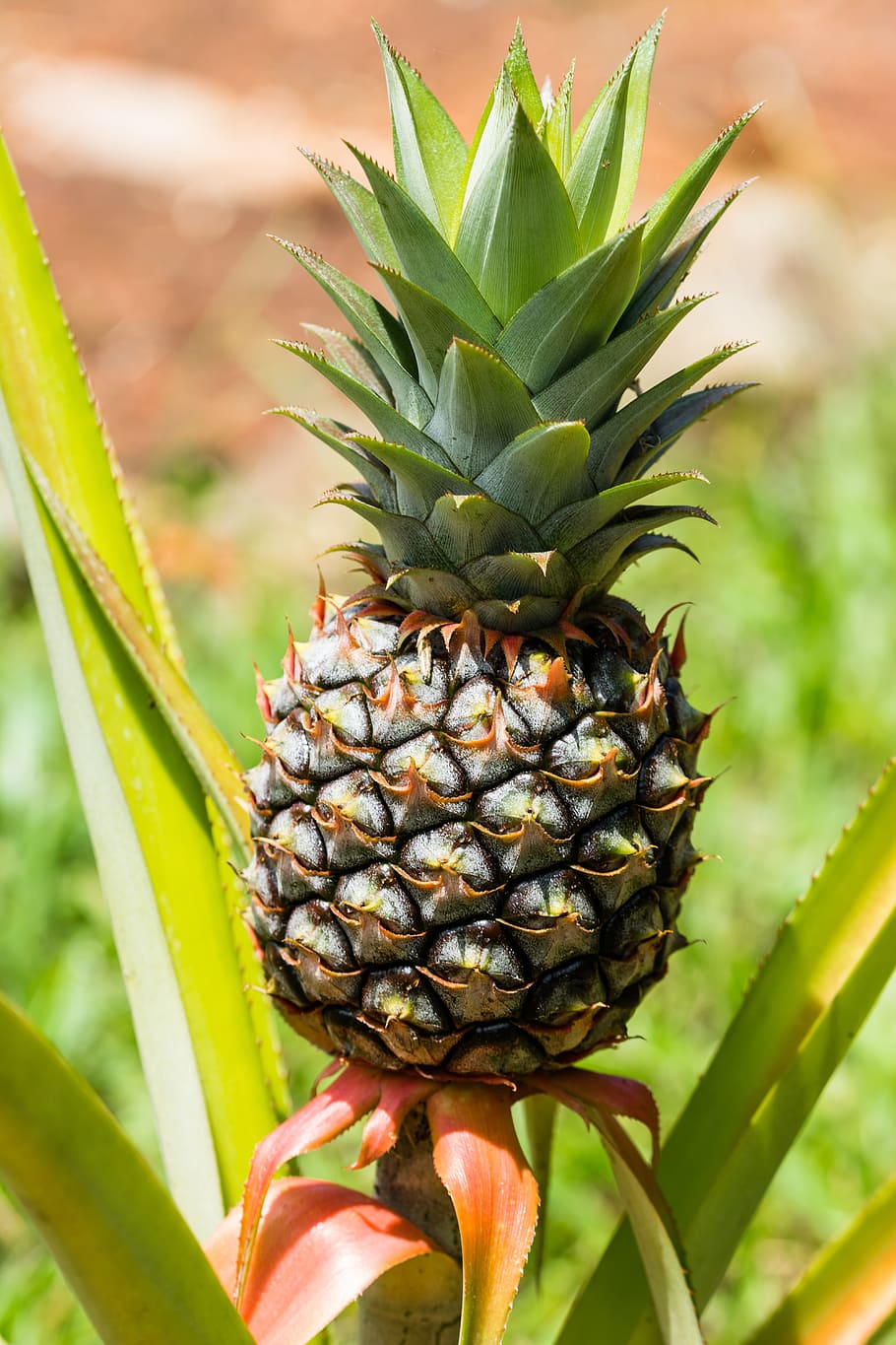 green pineapple fruit, exotic, plant, green color, growth, focus on foreground HD wallpaper