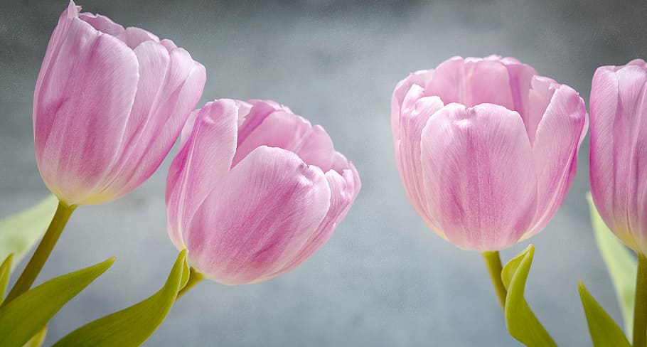 macro photography of pink flowers, tulips, number of pieces, petals