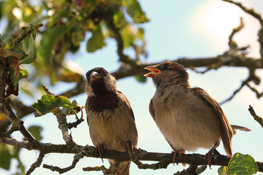 Sparrow, Sparrows, Bird, Feather, plumage, animal, young, nature HD wallpaper
