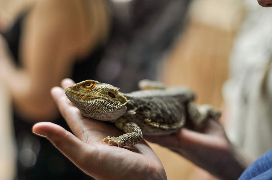 person holding bearded dragon, person holding gray bearded dragon HD wallpaper