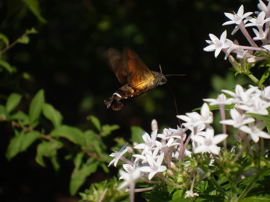 hawk moth, insect, straw, hovering, houjaku, pentaz, animal wildlife HD wallpaper