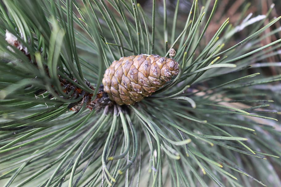 tree, cone, macro, needles, conifer, forest, nature, plant HD wallpaper