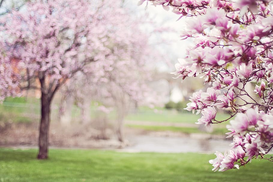 shallow focus photography of purple leaf trees, magnolia trees HD wallpaper