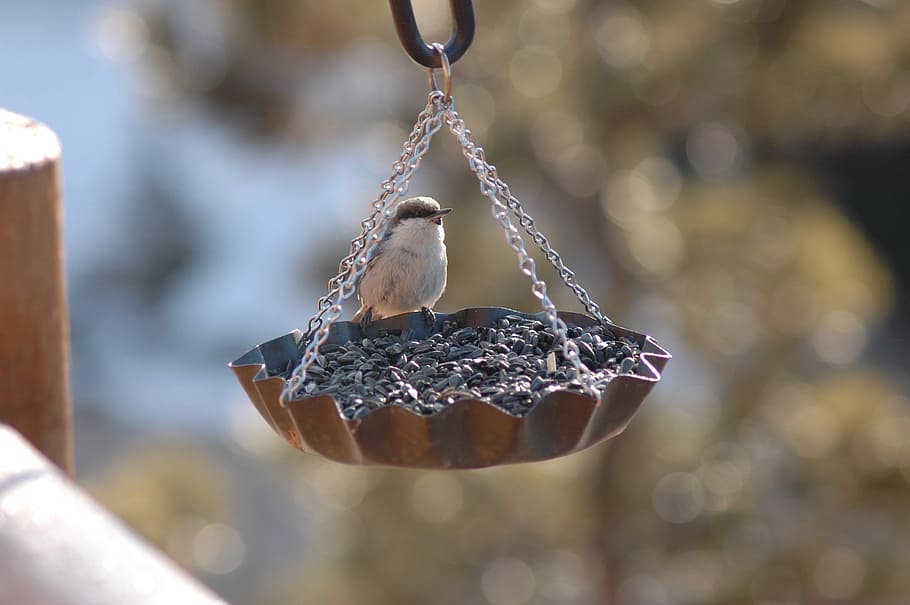 Hd Wallpaper Bird Finch Feeder Bird Feeder Niger Seed Focus