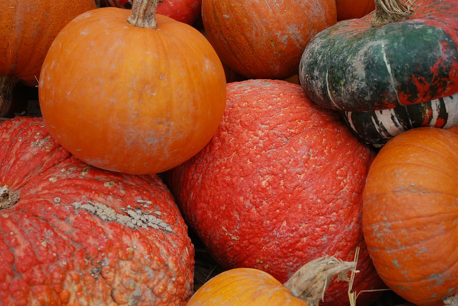 pumpkins, orange, fall, harvest, food and drink, healthy eating HD wallpaper