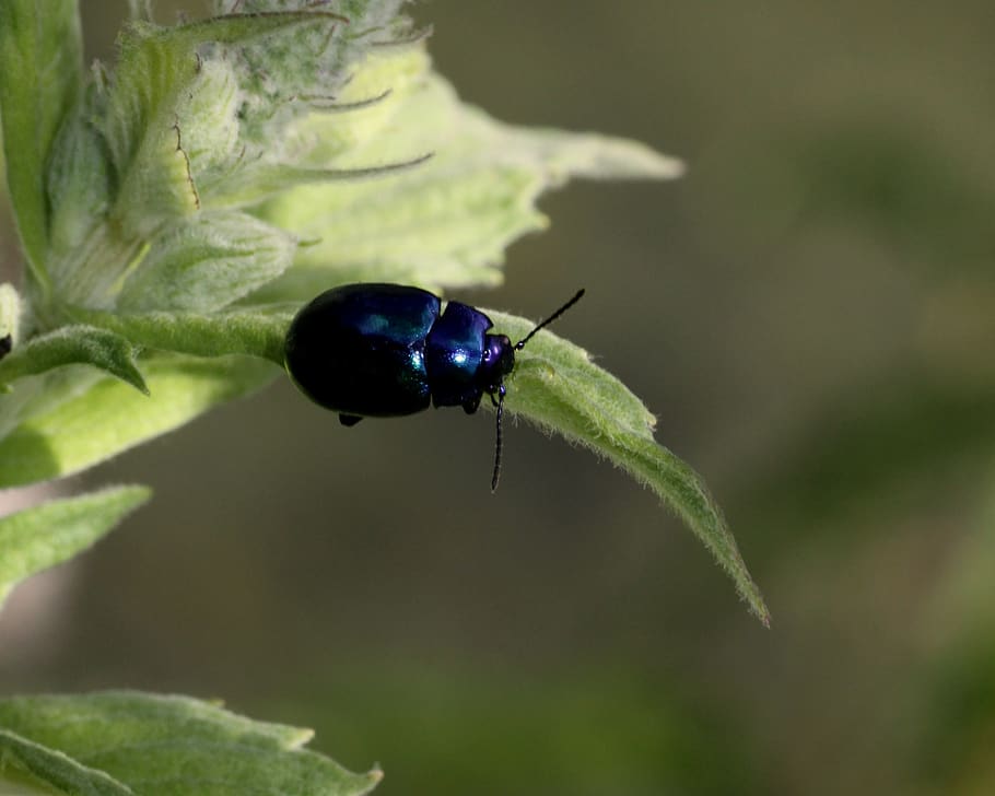 beetle, close up, bug, nature, invertebrate, insect, one animal HD wallpaper