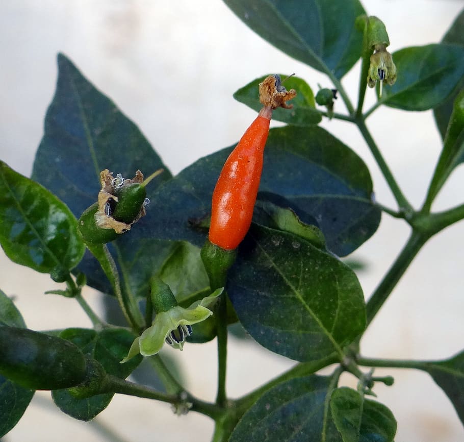 chilli, spices, hot, red, pepper, ripe, plant, dharwad, india, HD wallpaper