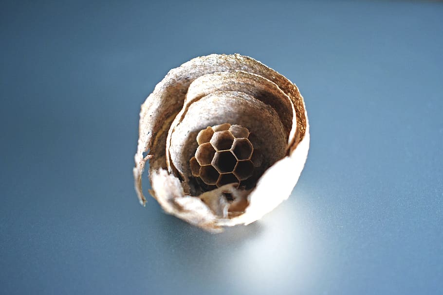 Wasp, Nest, Paper, Structure, Hexagon, aluminum, colored background HD wallpaper