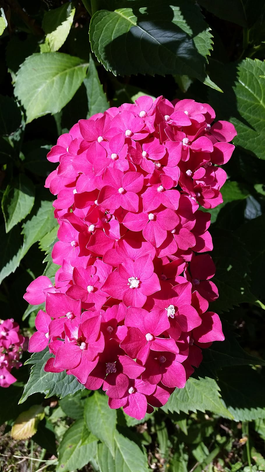 hydrangea, flowers, small, pink, nature, small flower, spring HD wallpaper
