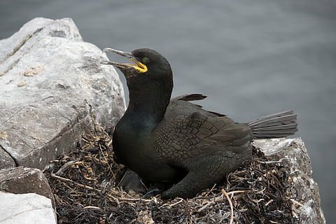 shag, nesting, farne, seabird, phalacrocorax, nature, wildlife HD wallpaper