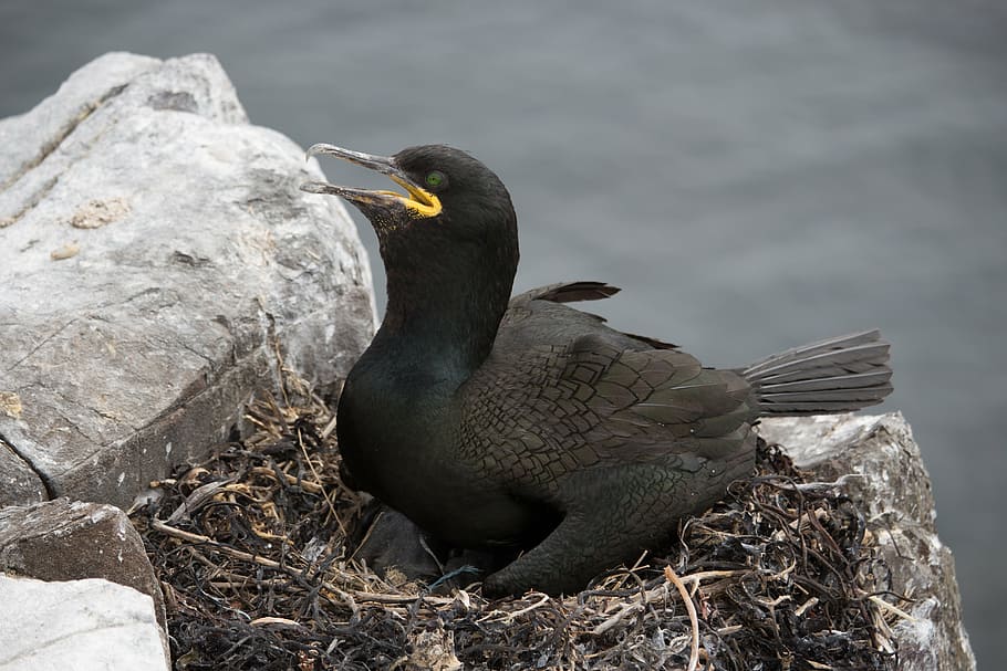 shag, nesting, farne, seabird, phalacrocorax, nature, wildlife HD wallpaper