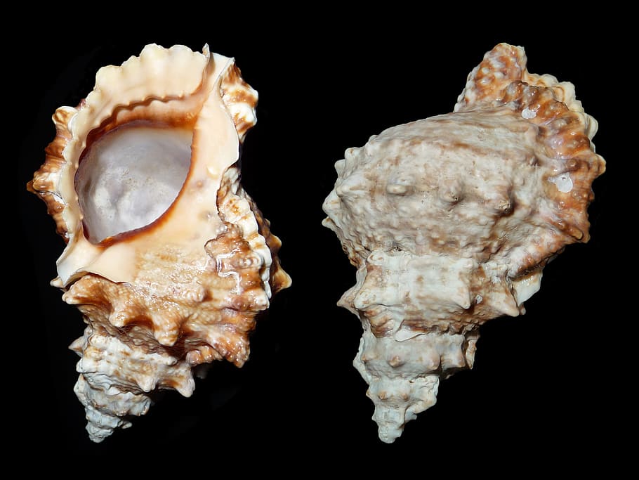 two brown sea shells, sea snail, tutufa bufo, caenogastropoda of uncertain systematic