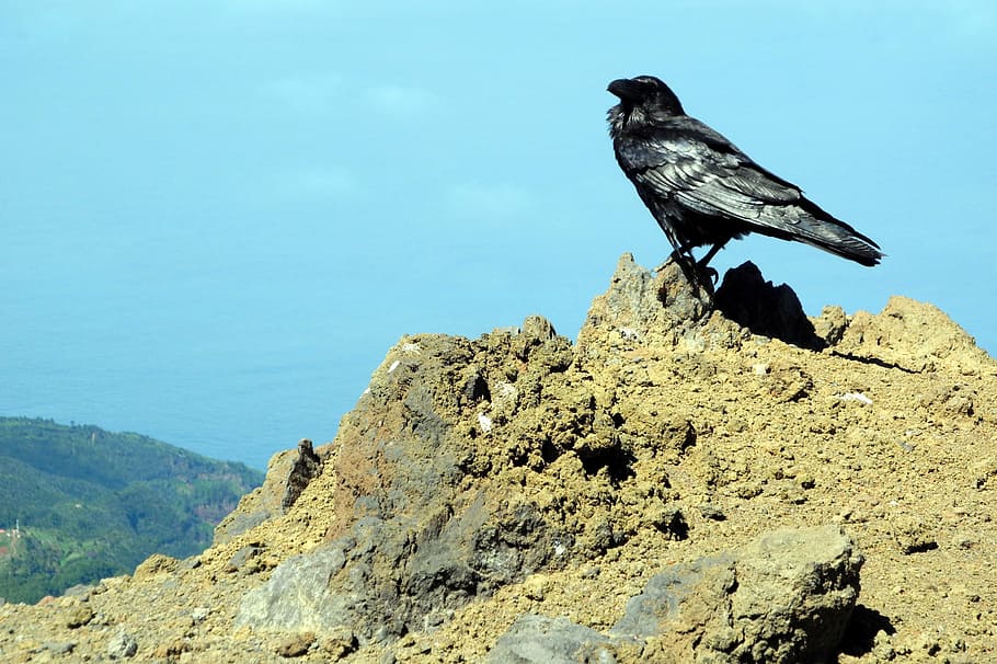 crow, view, high, bird, raven, nature, sea, outdoors, animal HD wallpaper