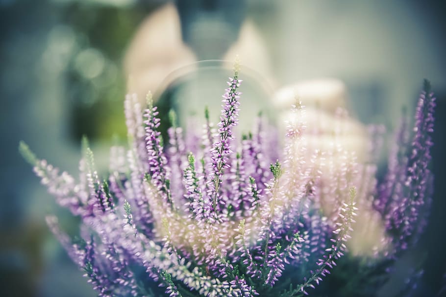 purple flower arrangement, reflection, photo, photograph, camera, HD wallpaper