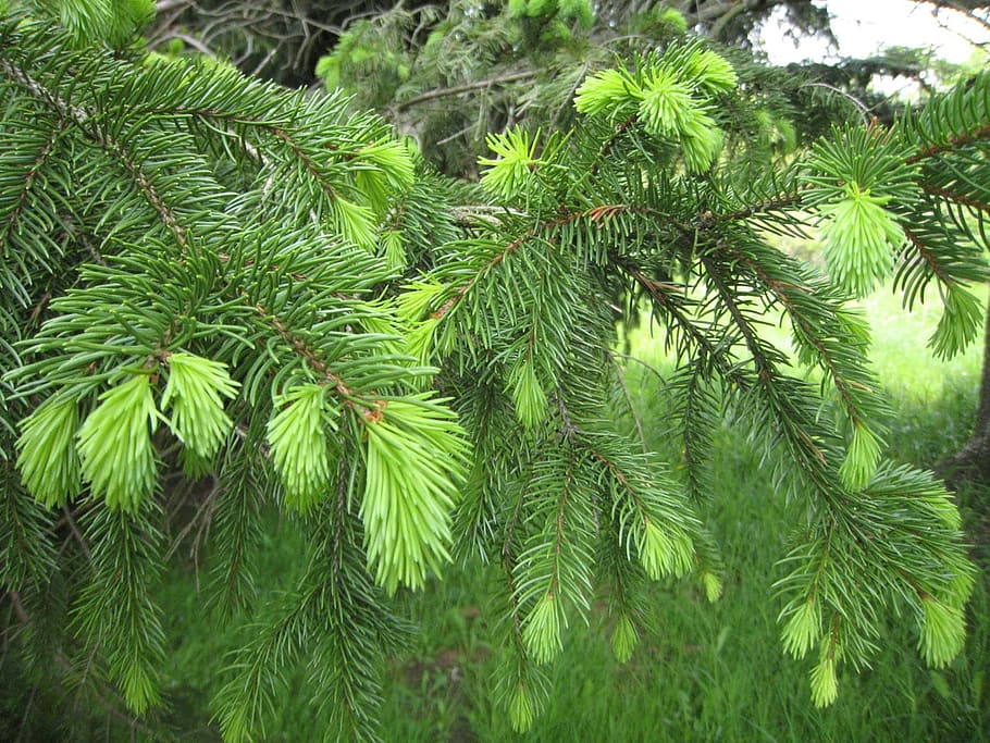 pine, tree, spring, new, growth, branch, plant, green color HD wallpaper