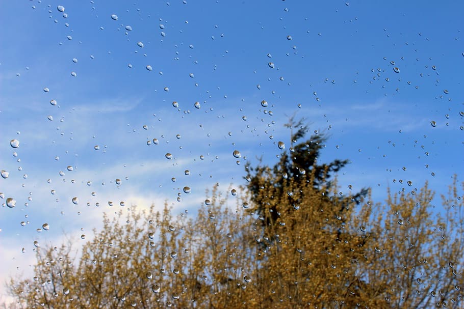 Raindrop, Window, Pane, Nature, window pane, drip, wet, beaded HD wallpaper