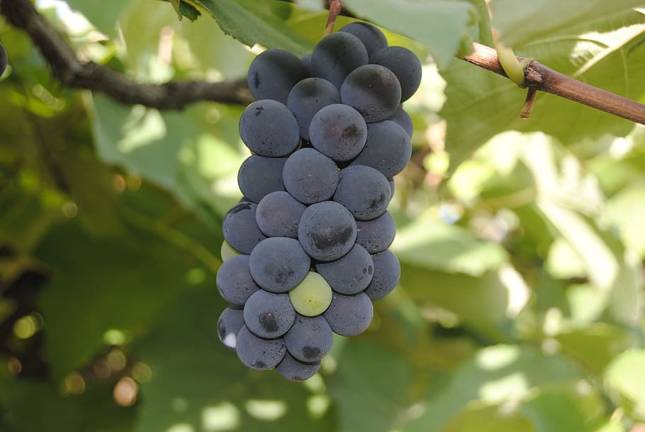 Grapes, Wine, for, fruit, agriculture, food and drink, bunch HD wallpaper