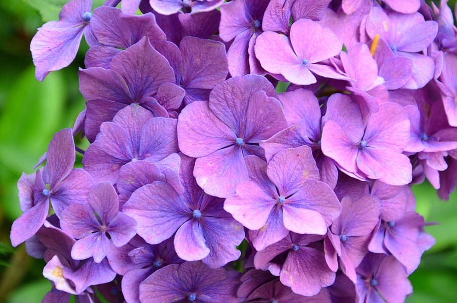 hydrangeas, flowers, nature, hydrangea flowers, purple, bloom HD wallpaper