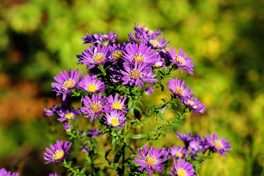 aster, herbstaster, flower, flowers, purple, late summer, plant HD wallpaper