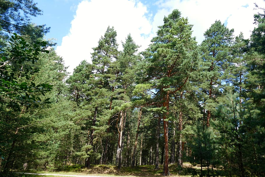 nature, forest, trees, clouds, sky, blue, romantic, impression HD wallpaper