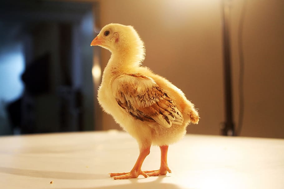 yellow chick on top of brown surface, chicken, pet, feather HD wallpaper