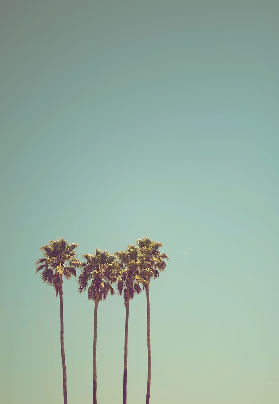 low angle photography of coconut trees, summertime, palm tree HD wallpaper