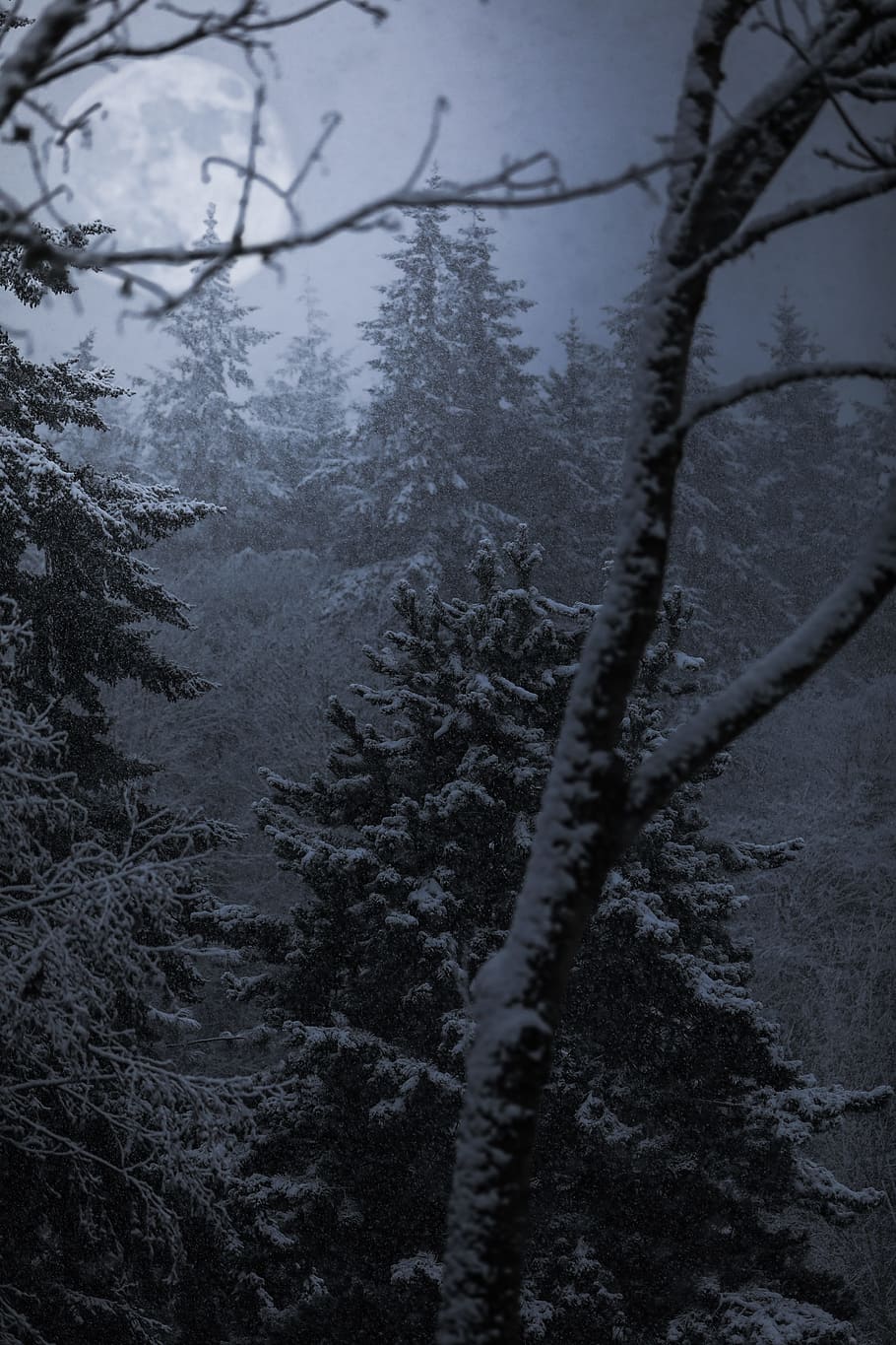 trees coated snow, snow covered tree illustration, grey, moon HD wallpaper