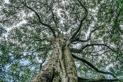 low-angle photo of tree, Tree, Branch, Crown, Branches, Aesthetic HD wallpaper