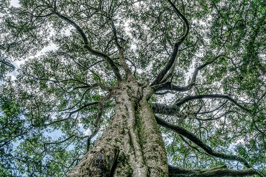 HD wallpaper: low-angle photo of tree, Tree, Branch, Crown, Branches ...