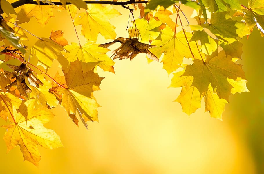 yellow maple leaves, autumn, tree, trees, leaf, branches, seasons HD wallpaper