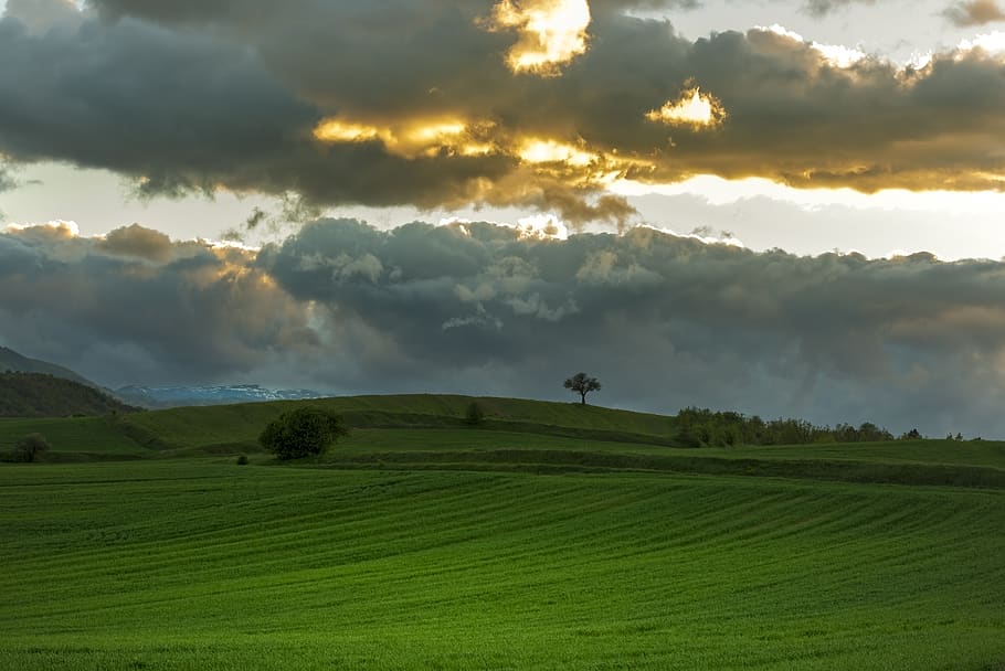 tree, sunset, fields, landscape, trees, nature, sky, twilight HD wallpaper