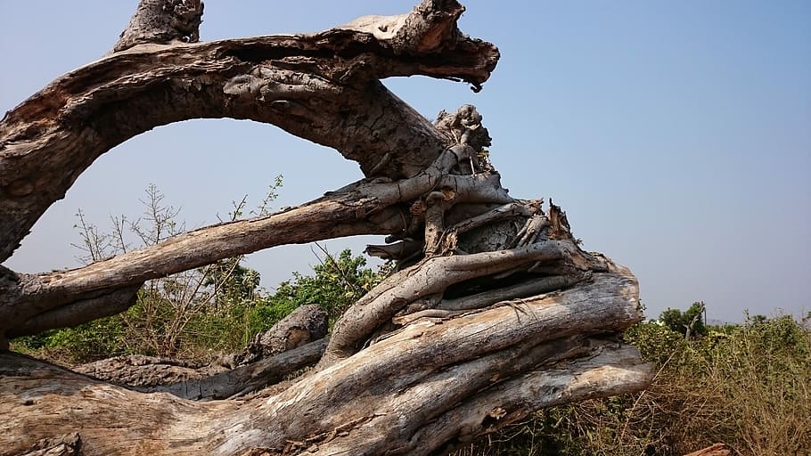Dead Tree, Fallen, Tragedy, Nature, fallen tree, disaster, environment HD wallpaper