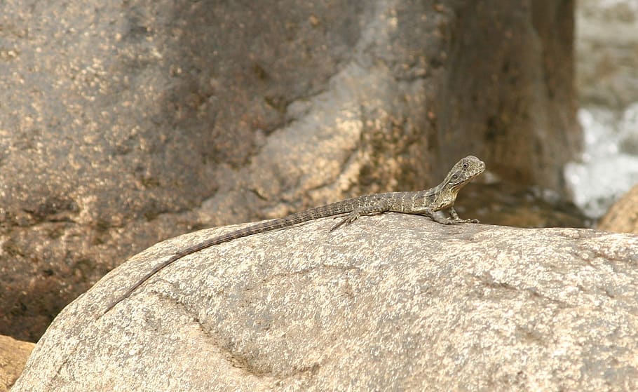 Lizard, Animal, Australia, one animal, animals in the wild HD wallpaper
