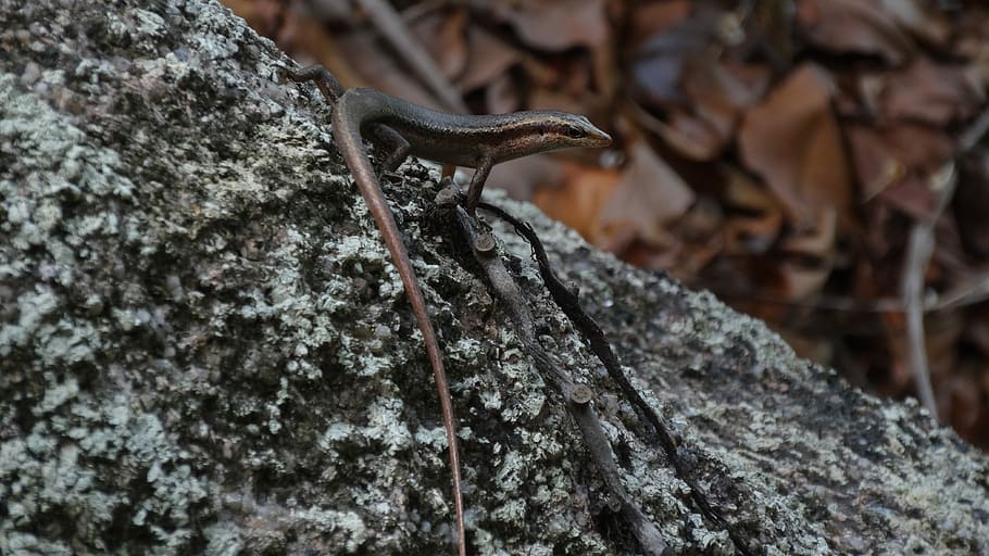 nature, animal world, lizard, close, rock, rock - object, animals in the wild HD wallpaper