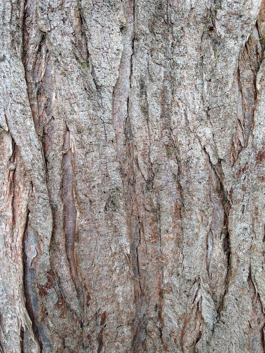 tree, bark, log, structure, nature, wood, old, full frame, textured HD wallpaper