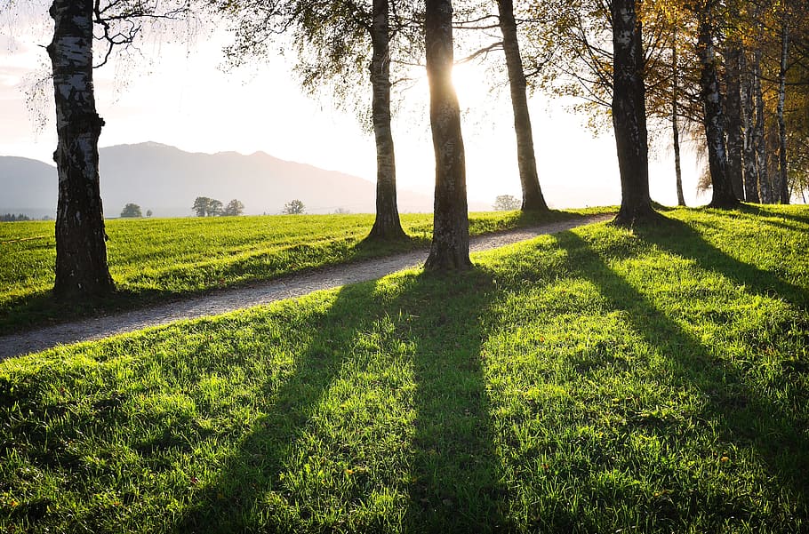 photo of green grass field and trees, away, shadow, back light HD wallpaper
